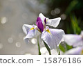 Irises, flowers, plants 15876186