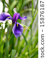 Irises, flowers, plants 15876187