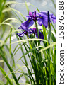 Irises, flowers, plants 15876188
