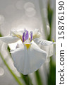 Irises, flowers, plants 15876190