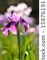 Irises, flowers, plants 15876191