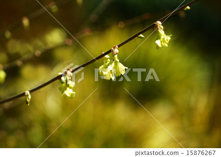 Hyuga mizuki的花 15876267