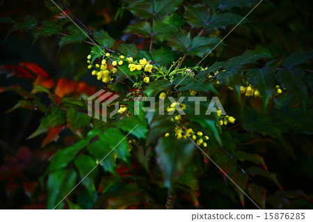 The flowers of the Heiraginanten that began to bloom 15876285