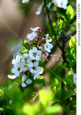 Safflower Snow Flower Flower 15876294