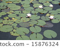 Lotus flower  15876324