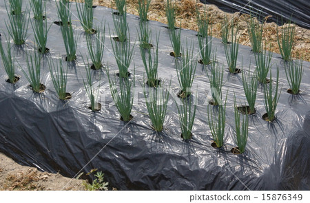 洋蔥田02 15876349