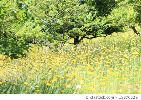 Dandelion flower field 15876529