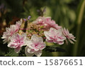 hydrangea   15876651