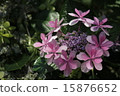 hydrangea   15876652