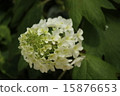 hydrangea   15876653