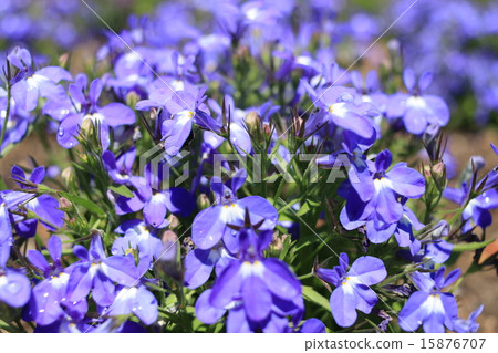 半邊蓮 半邊蓮 15876707