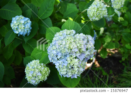 Shihoku公園八仙花屬在虹膜庭院裡 15876947