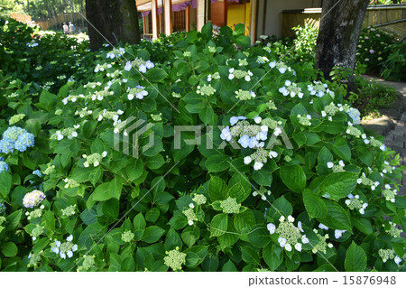 Shihoku Park Hydrangea in iris garden 15876948