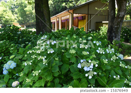 Shihoku公園八仙花屬在虹膜庭院裡 15876949
