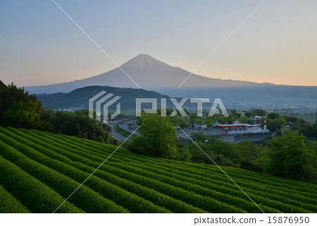 茶園和富士山 15876950
