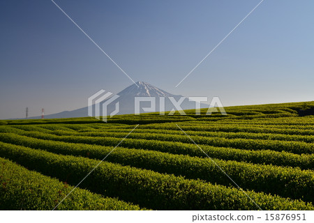 茶園和富士山 15876951