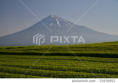 茶園和富士山 茶園和富士山 15876952