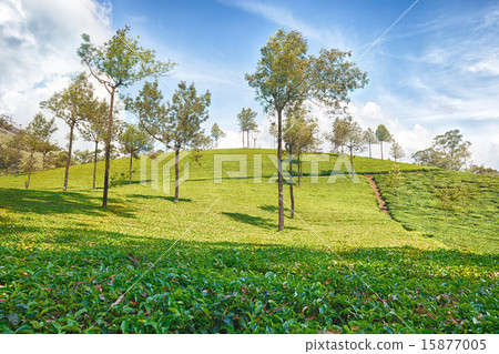 Tea Plantation in Asia 15877005