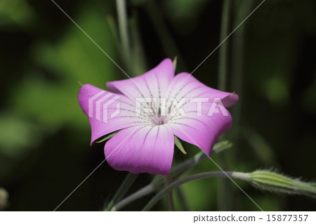 小麥黃瓜 15877357