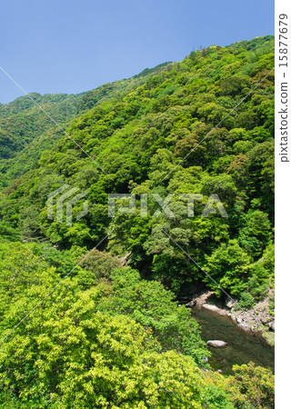 常綠森林的森林 15877679