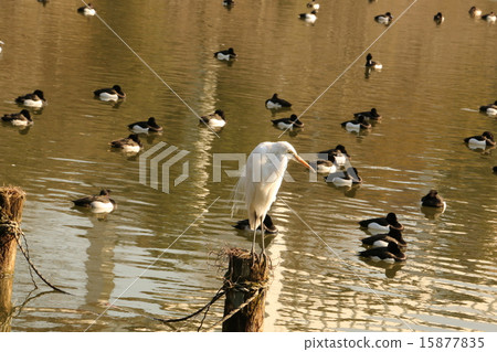 Egret taking command 15877835