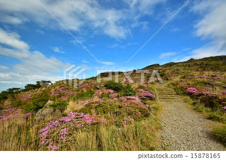 霧島山脈Miyama Kirishima盛開在Iwo-yama山脈 15878165