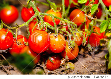 Cherry tomatoes 15878416