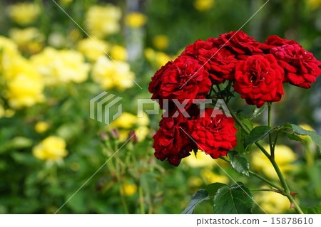 紅玫瑰 15878610