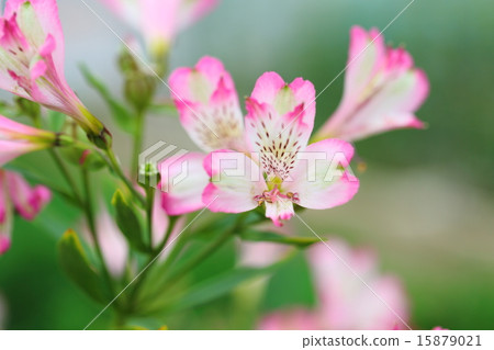 六出花 六出花 15879021