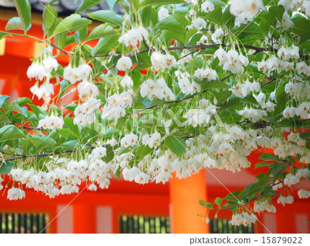 虎樹（Egonoki） 15879022