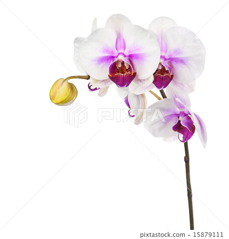 Blooming twig of white purple orchid Blooming twig of white purple orchid 15879111