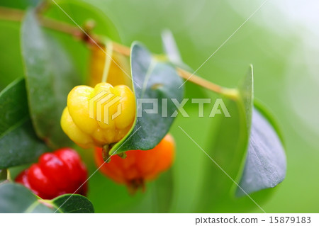 Fruit of Pitanga 15879183