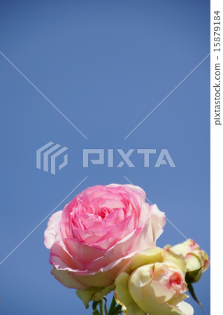 Rose Pierre de Ronsar Rose Pierre de Ronsar 15879184