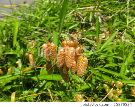 Madder beetle 15879584