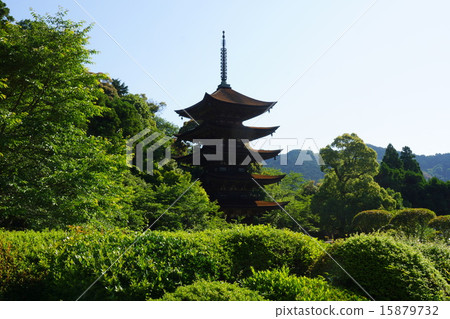 Fresh green of early summer and five-storied pagoda of Rurikoji Temple 15879732