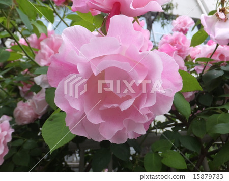 Rose Rosendorf Sparse Hop 15879783