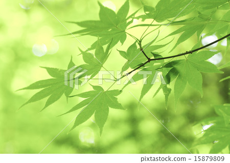 Fresh green maple 15879809