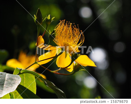 花（Byoyanagi） 15879870