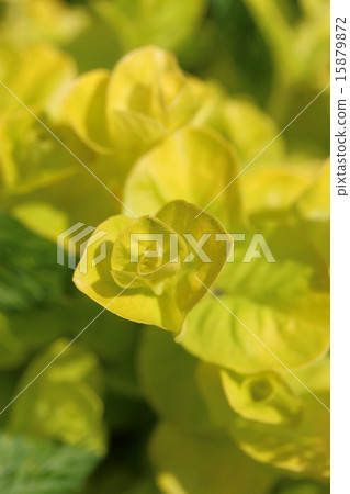 Rishimakia Nune Muralia (Aurea) 15879872