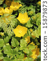 Rishimakia Nune Muralia (Aurea) 15879873