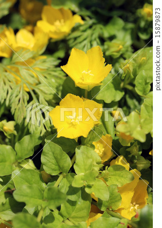 Rishimakia Nune Muralia (Aurea) Rishimakia Nune Muralia (Aurea) 15879873