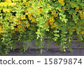 Rishimakia Nune Muralia (Aurea) 15879874