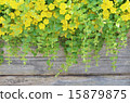 Rishimakia Nune Muralia (Aurea) 15879875