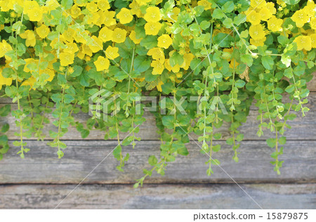 Rishimakia Nune Muralia（Aurea） 15879875