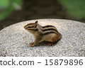 Chipmunk 15879896