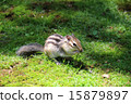 Chipmunk 15879897
