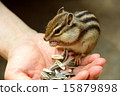 Chipmunks eating the food from the palm 15879898