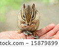 Chipmunks eating the food from the palm 15879899