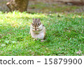 Chipmunk 15879900