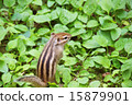 Chipmunk 15879901